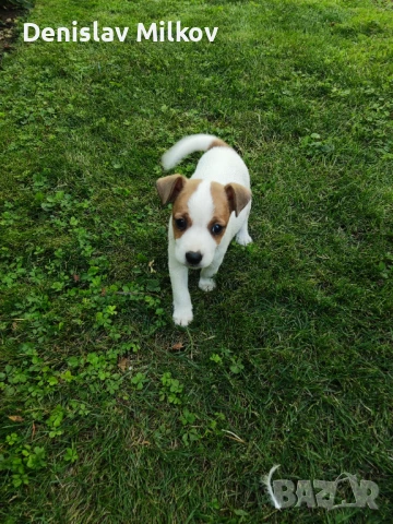     Джак Ръсел , снимка 1