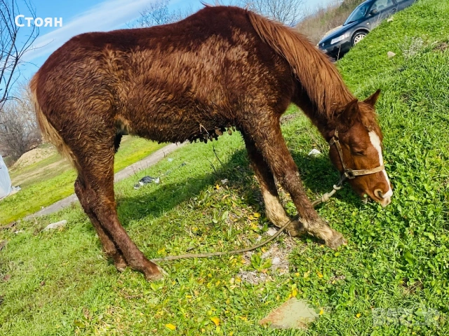 Мъжко конче хафлингер