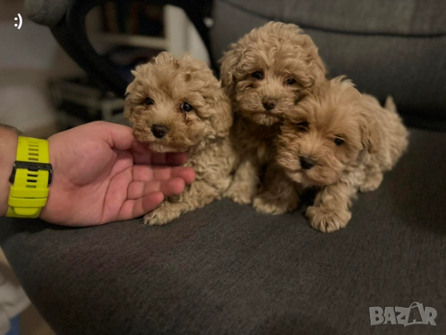 Малтипу Актуално от 23.01.2026, снимка 2 - Пудели - 53163764