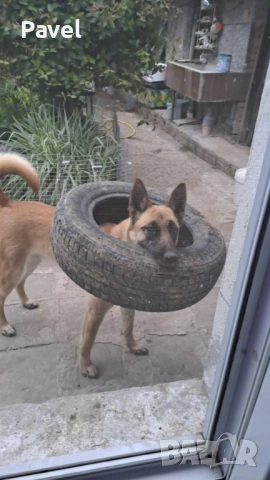 Белгийски овчарка Малиноа, снимка 2 - Белгийска овчарка - 53034429