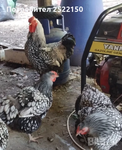 Продавам оплодени яйца от сребърно кантиран виандот , снимка 1