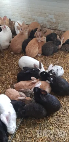 Продавам зайци