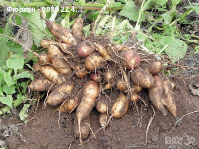 🌱 Земна ябълка (Гулия, Топинамбур), снимка 4 - Разсади - 53407704