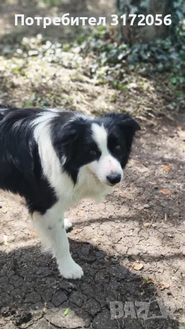 Бордър коли , снимка 3 - Бордър коли - 50417264
