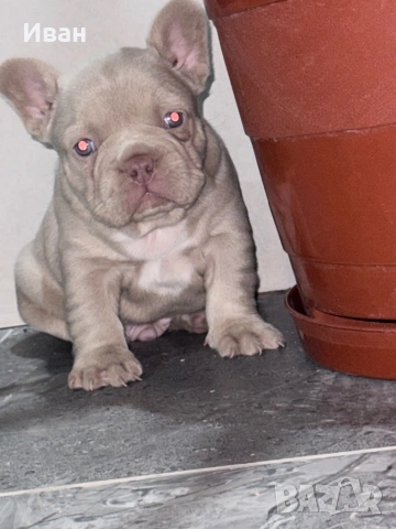 Френски булдог