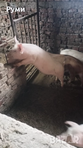 Продавам прасенца, снимка 3 - Прасета - 52857384