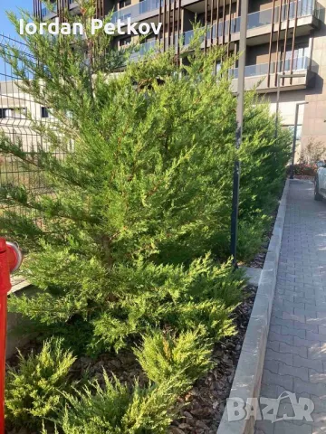 Лейланди 200 см., снимка 2 - Градински цветя и растения - 47553635