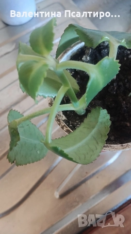 Каланхое дегреминтиана , снимка 2 - Стайни растения - 52956536