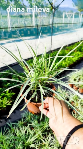 Лириопе Мускари, Liriope muscari 'Variegata', снимка 8 - Градински цветя и растения - 51899094