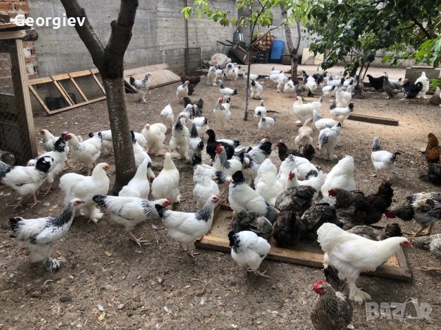 Кокошки - Уникални породи, снимка 1