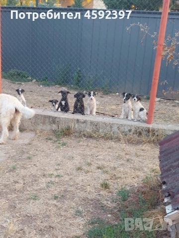 Кученца , снимка 8 - Други - 51697843