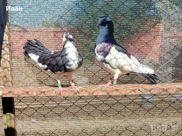 Гълъби на глас, снимка 3 - Гълъби - 53375211