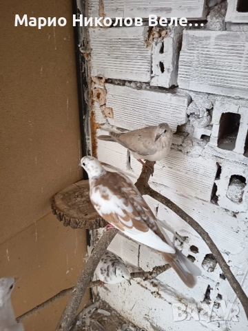 гугутки смехурки , снимка 9 - Гълъби - 52550070