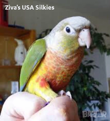 ръчно отглеждане на птици, снимка 13 - Папагали - 52415606