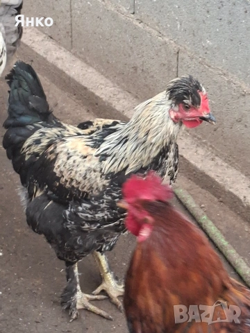 Домашни петли, снимка 12 - Кокошки и пуйки - 52912712
