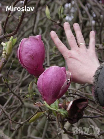 Магнолия Леней  (НОВО!!!) 100/120см, снимка 5 - Градински цветя и растения - 50374220