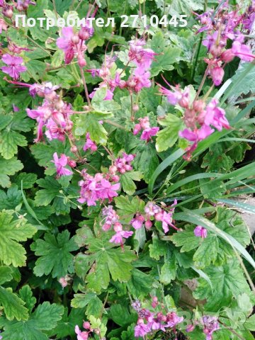 Семена от тагетис, невен, ирис, здравц, цветя, снимка 9 - Сортови семена и луковици - 42770469