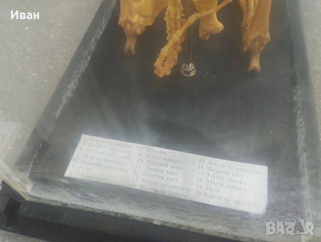 Соц Скелет на заек , снимка 9 - Колекции - 51686534