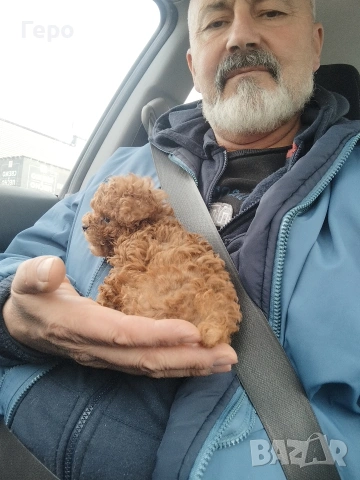 пудел той , снимка 11 - Пудели - 53322409