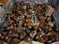 Кокошки носачки , снимка 1 - Кокошки и пуйки - 43645024
