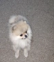 Продавам померан , снимка 1