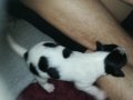 ПРОДАВАМ jack russell terrier 2305210838, снимка 4