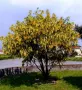 Златен дъжд (Laburnum anagyroides), снимка 5