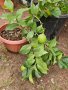 Лимони(корен), снимка 1 - Стайни растения - 14936761