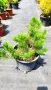  Pinus Mugo Mughus, Клек, снимка 8
