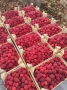 Продавам разсад малини , снимка 5
