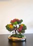 Дърво Бонзай в керамична кашпа, снимка 1 - Декорация за дома - 41836211