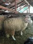 коч кочове овен , снимка 4