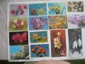 Пощенски картички с цветя и животни.