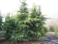 Cedrus deodara (Хималайски кедър), снимка 3