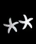  Сребърни обеци,колекция"Sea"-Starfish/нови, снимка 1 - Колиета, медальони, синджири - 44081419