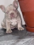 Френски булдог, снимка 1