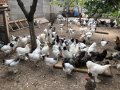 Кокошки - Уникални породи, снимка 1 - Кокошки и пуйки - 42984512