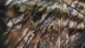 NORSVEDA MOSSY OAK HUNTER Jacket размер XXL за лов безшумно яке - 828, снимка 9