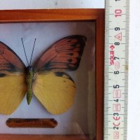 Пеперуда в кутия - сувенир, снимка 8 - Други ценни предмети - 39631880