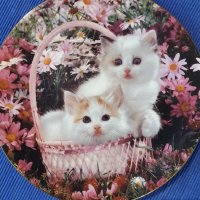 Колекционерски чинии за стена с котки , снимка 13 - Декорация за дома - 39749553
