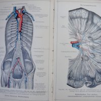 Антикварни книги - атлас анатомия - 2 бр., снимка 3 - Антикварни и старинни предмети - 27970222