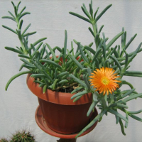 Продавам цветя Делосперма - разсад, за ранно пролетно засаждане, снимка 8 - Стайни растения - 26451909