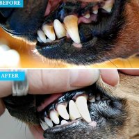 Candure скрепер за зъби и зъбен камак/плака - за възрастни и животни, снимка 6 - Други - 39311751