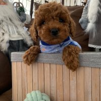 Пудел той С родословие Poodle toy, снимка 2 - Пудели - 43072483