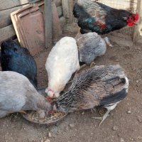 Пилета и яйца от Араукана, снимка 2 - други­ - 40467922