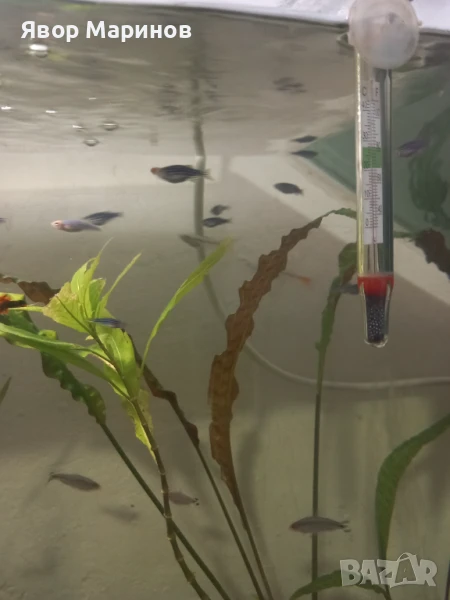 Декоративни рибки, снимка 1