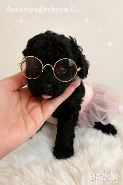 Пудел Мини/Poodle Mini, снимка 1