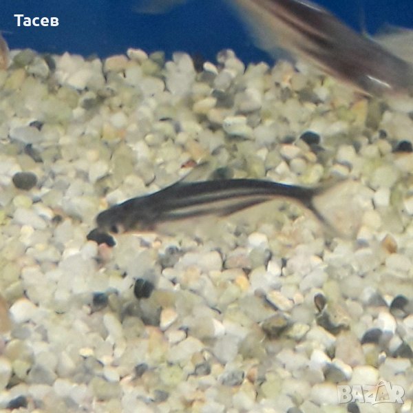 Пангас 6см, снимка 1