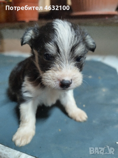 Продавам кученца , снимка 1