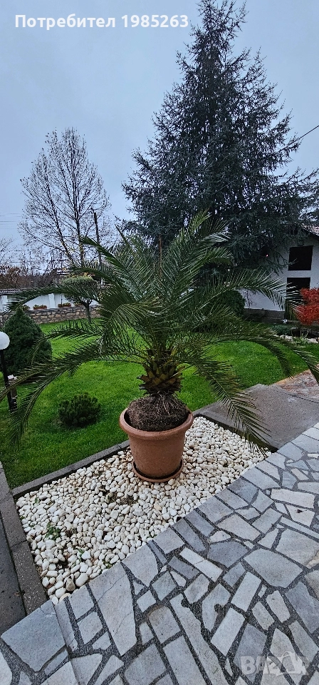 канарска финикова палма, снимка 1